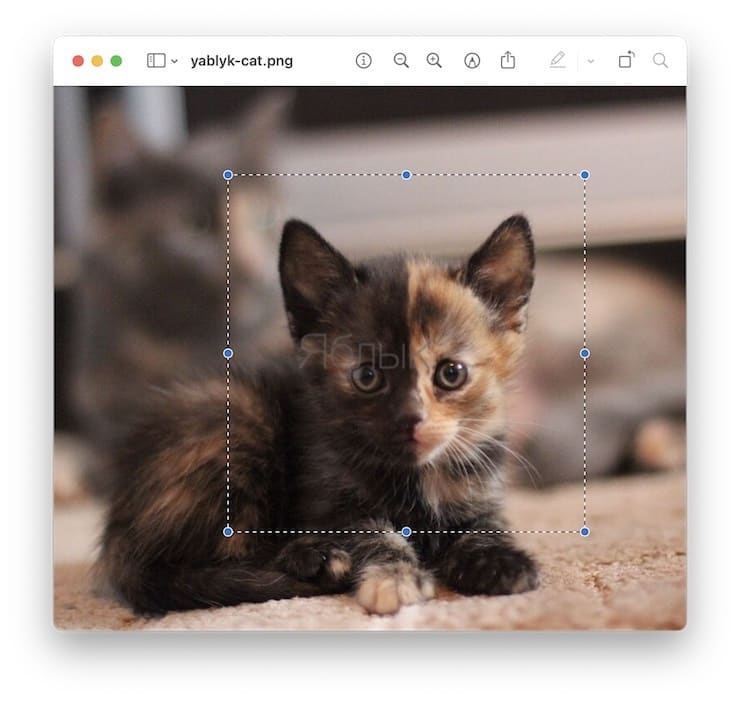 Как быстро кадрировать фото в macOS