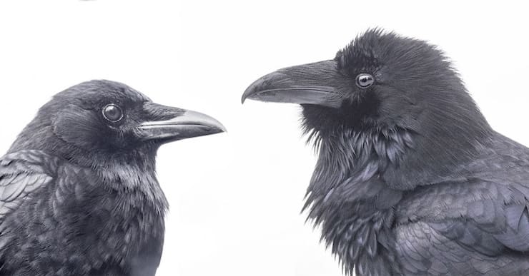 Quelle est la différence entre les corbeaux et les corneilles ?