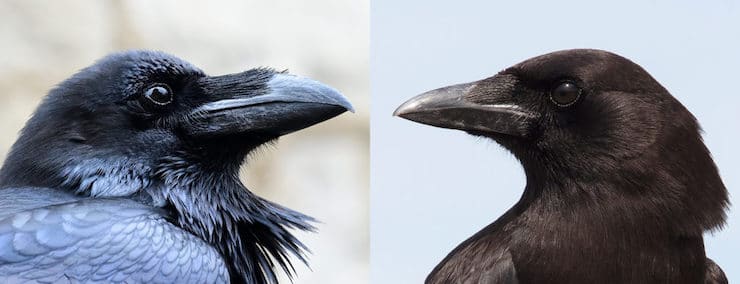 Quelle est la différence entre les corbeaux et les corneilles ?
