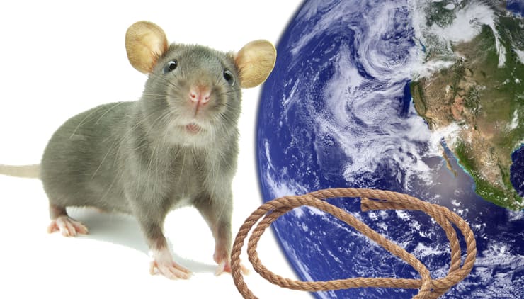 Задача про земной шар, веревку и мышь