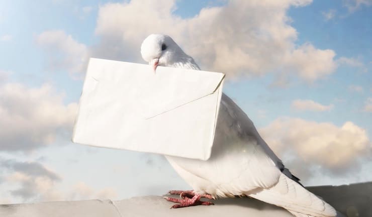 Как работает голубиная почта: откуда птицы знали куда лететь?