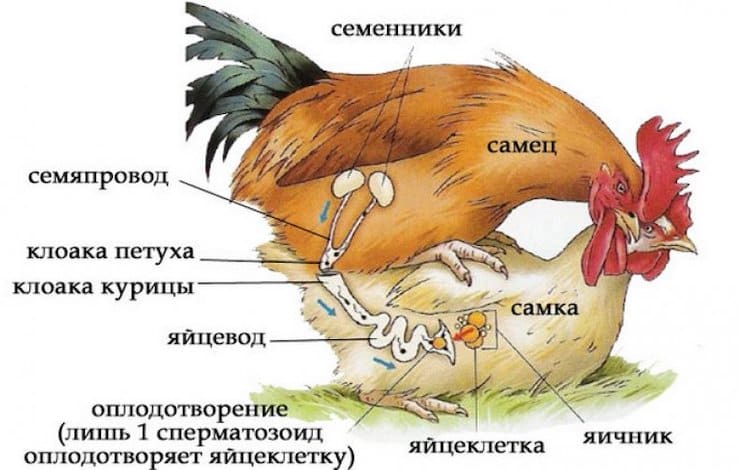 Оплодотворение курицы