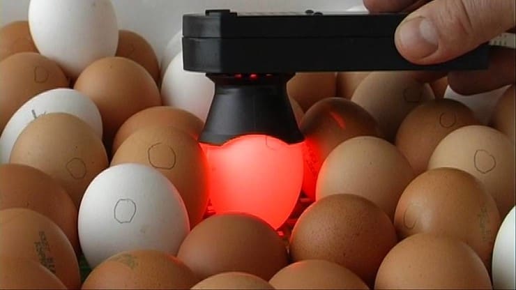 Illumination de l'œuf avec un ovoscope