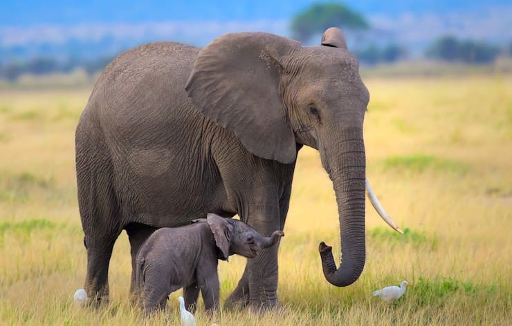 Слон и слониха