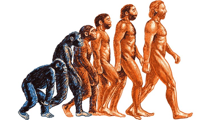 Доказательства эволюции в теле человека