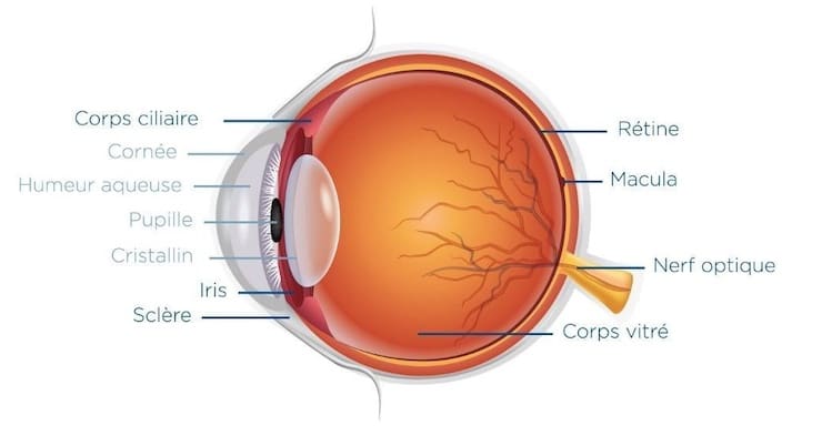 structure de l'œil