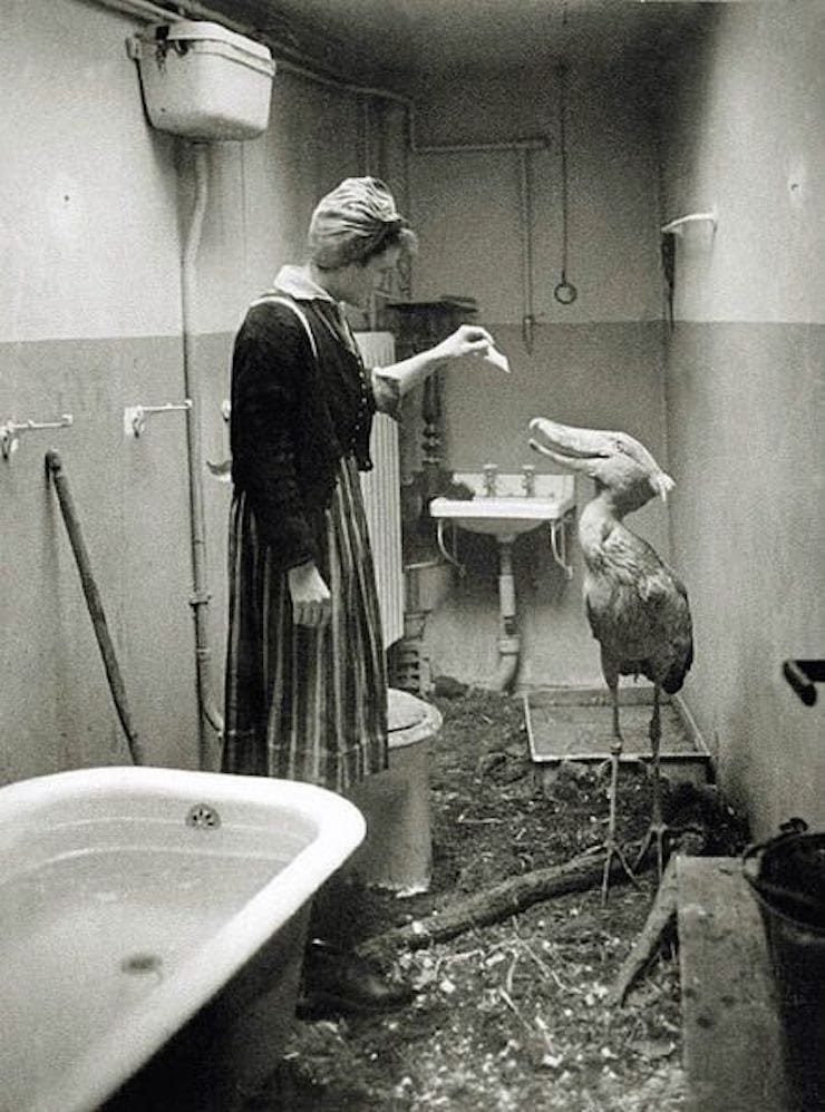Животные ищут убежище, 1945