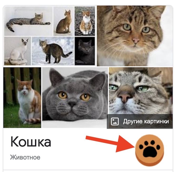 Кот - пасхалка в поиске Google