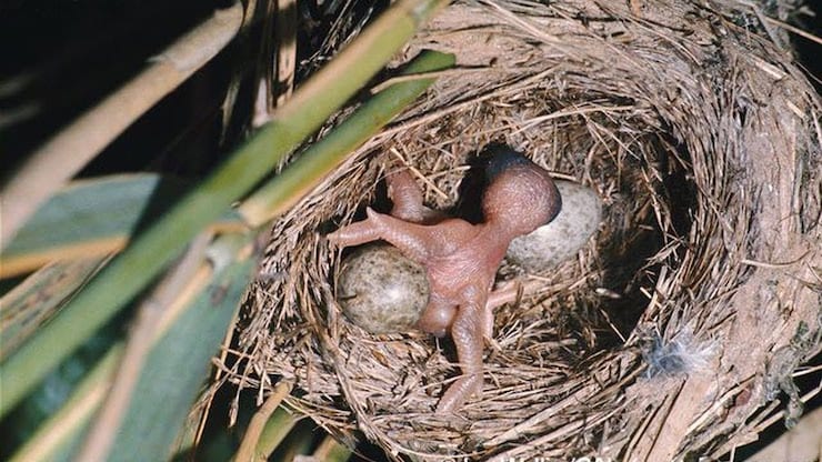 Le poussin du coucou pousse les œufs hors du nid.
