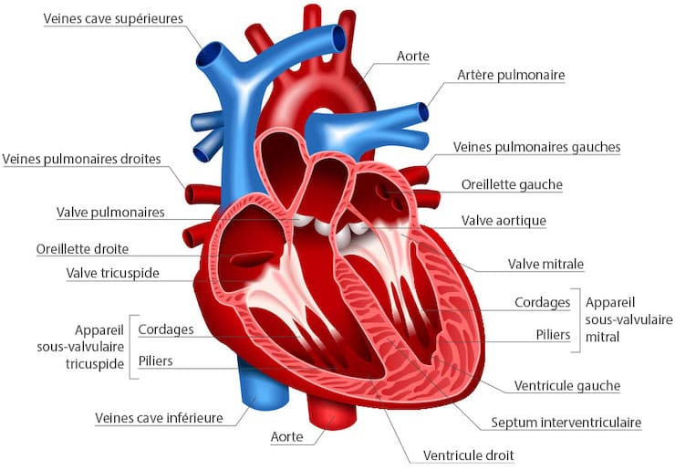 Structure du cœur