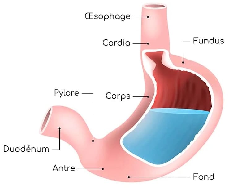 La structure de l'estomac