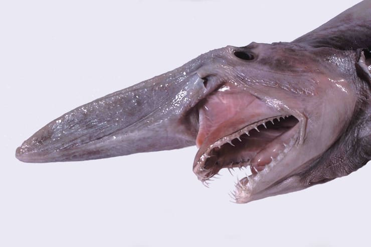 Un requin maison (scapanorhynchus)