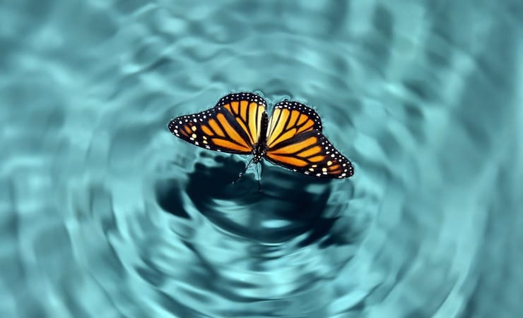 Что такое «эффект бабочки»: примеры и значение термина