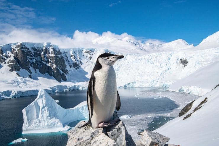 Животный и растительный мир Антарктики