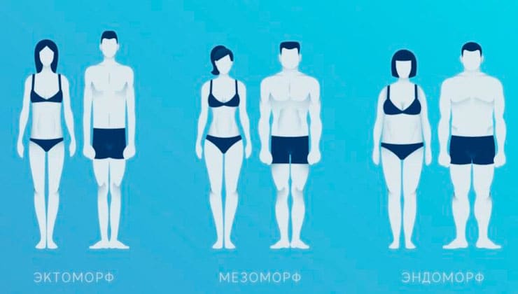Как определить свой тип телосложения: эктоморф, мезоморф или эндоморф?