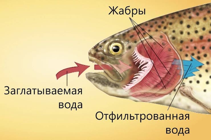 Рыбы не могут дышать воздухом