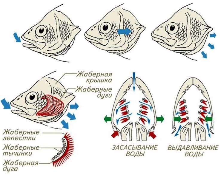 Как устроены жабры костистых рыб?