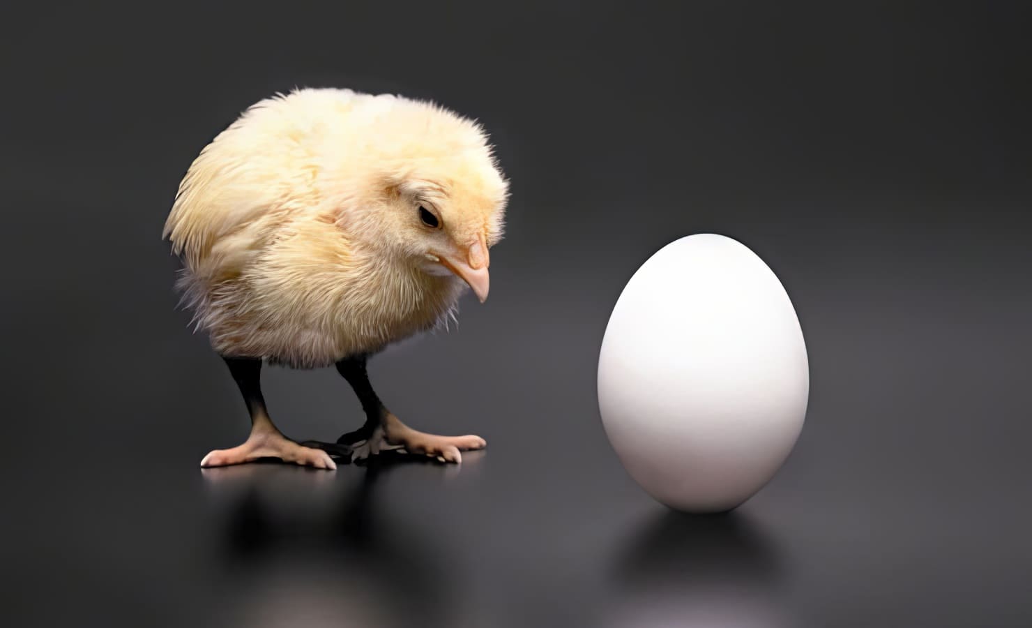 Что было первым – курица или яйцо? Ученые смогли дать конкретный ответ