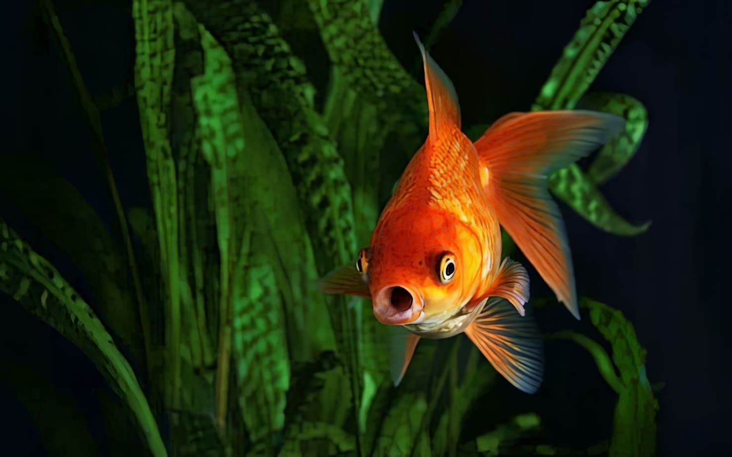 Почему рыбы не могут дышать воздухом?