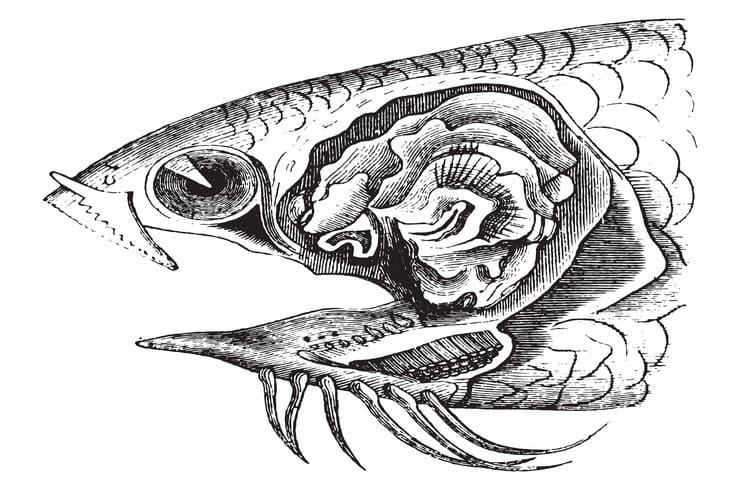 Лабиринтовый орган дыхания у аквариумных рыбок