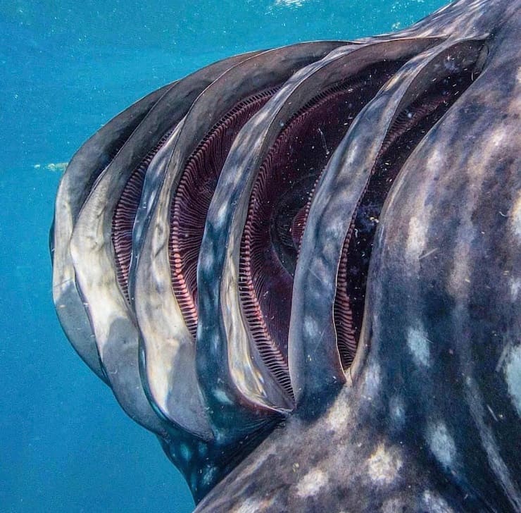 Жабры китовой акулы