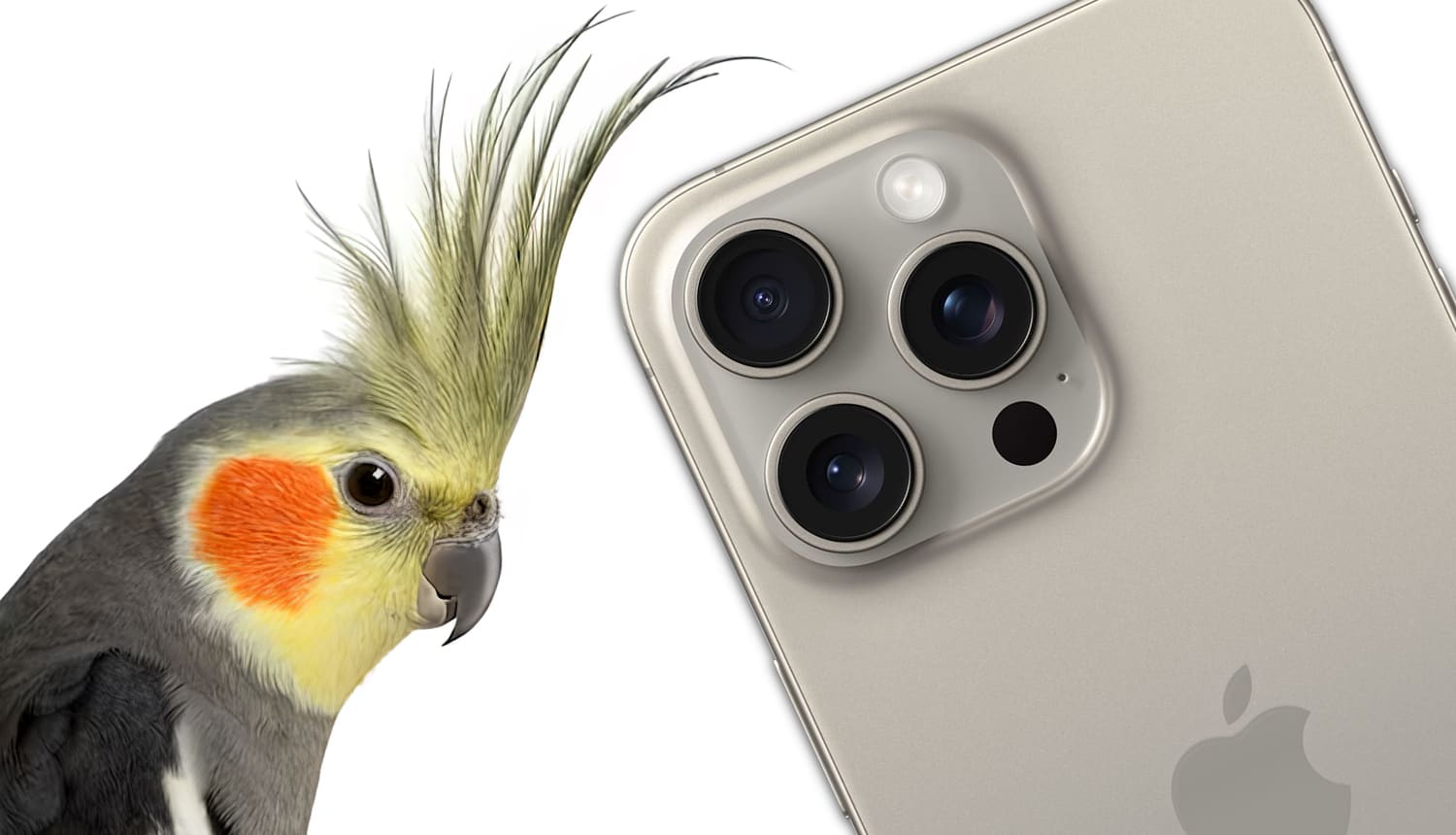 Попугай повторяет рингтон iPhone (видео)