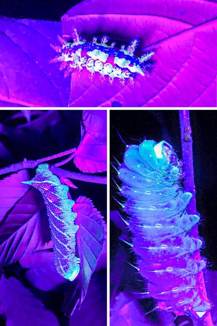 Гусеница в ультрафиолете