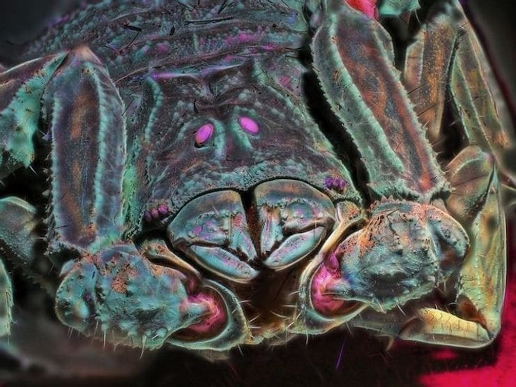 Скорпион в лучах ультрафиолета