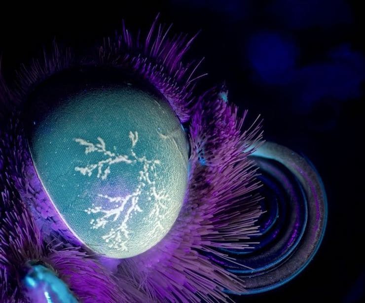 Глаз бабочки в ультрафиолете