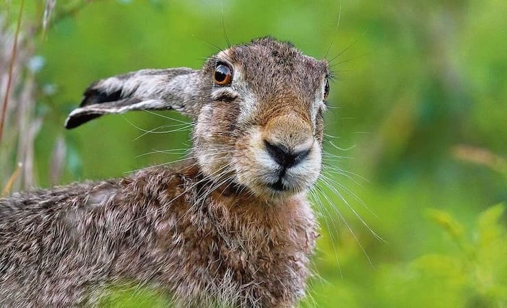 Действительно ли заяц косой :: Зверинец у крыльца
