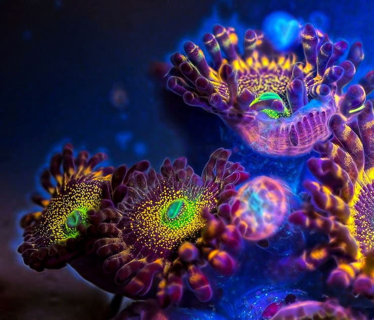 Кораллы под ультрафиолетом