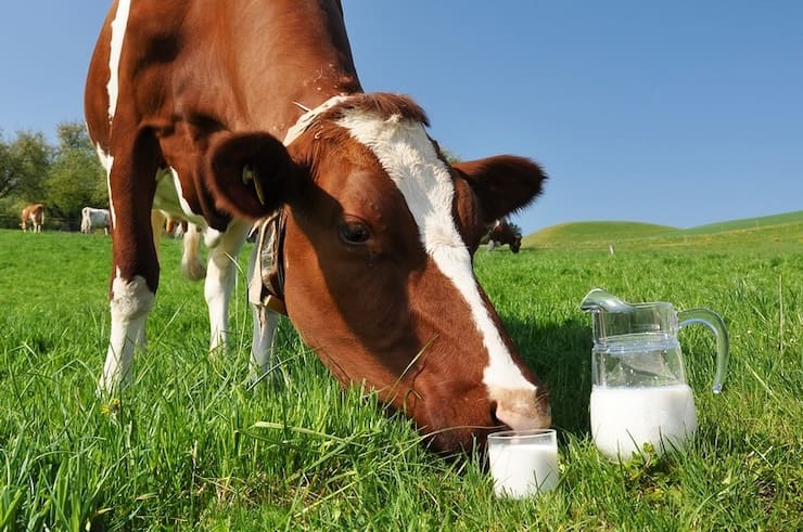 Что такое парное молоко и чем оно отличается от обычного магазинного?