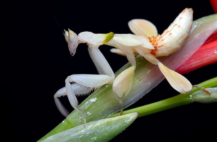Орхидейный богомол (Hymenopus coronatus)