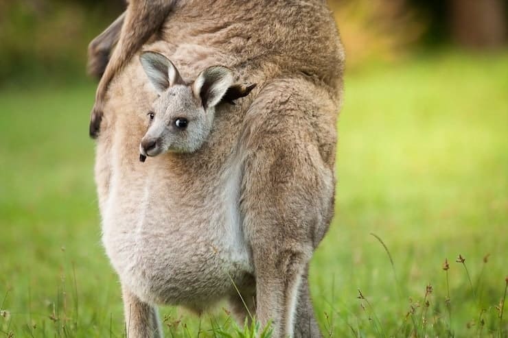 animals kangaroo with a baby in a bag