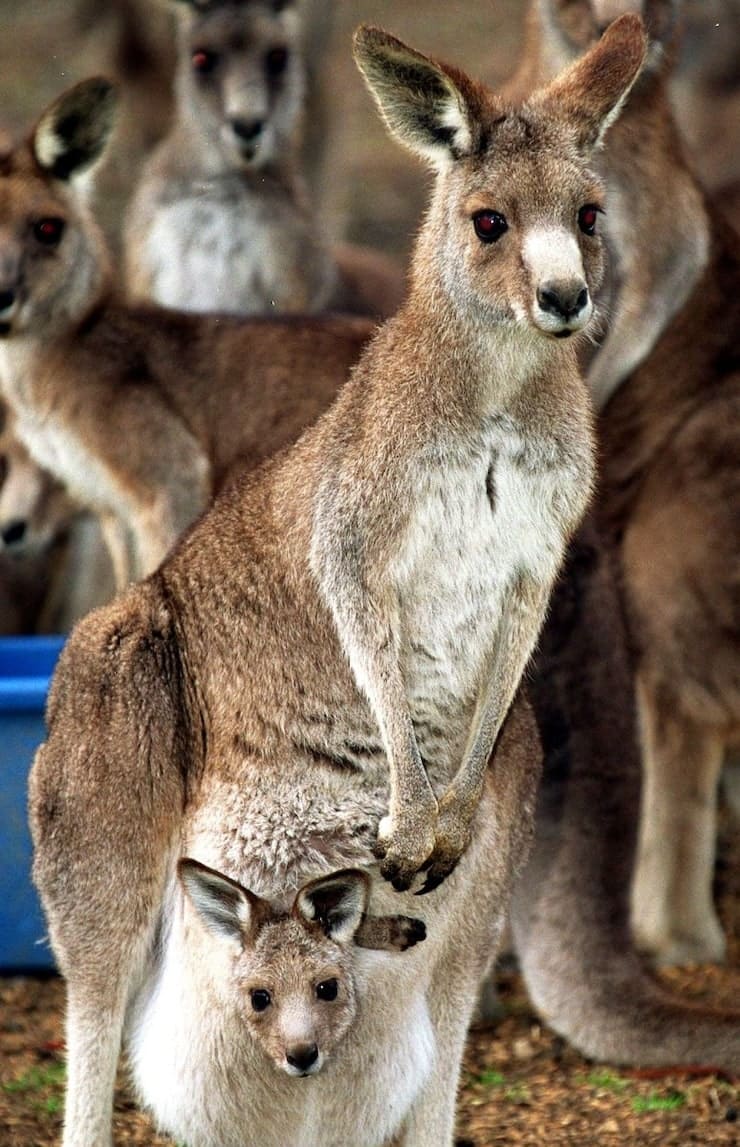 Как самка кенгуру убирает сумку после от отходов жизнедеятельности детёныша?
