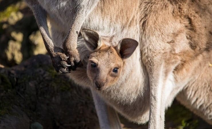 Как самка кенгуру убирает сумку после от отходов жизнедеятельности детёныша?