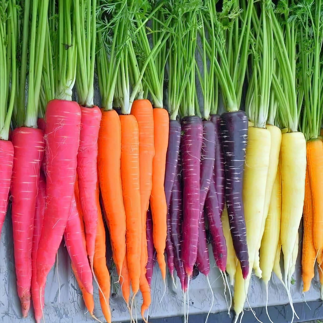 Морковь разного цвета