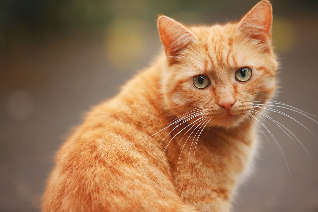 Большинство рыжих кошек – самцы
