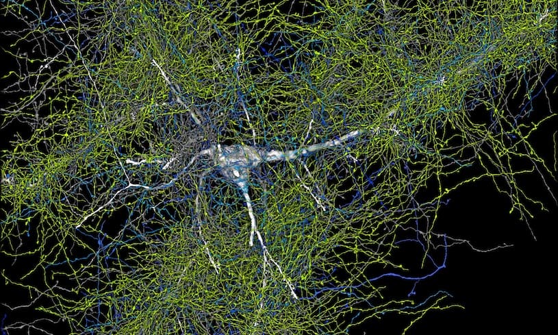 Ученые Гарварда высчитали, сколько ГБ займет цифровая модель человеческого мозга