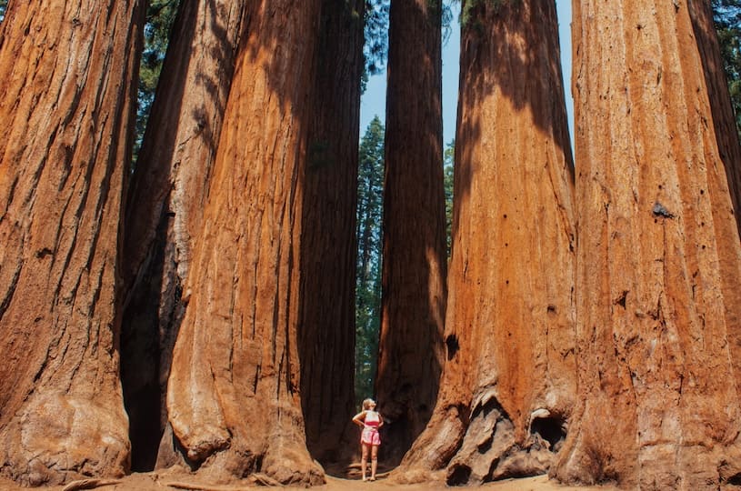 sequoia park